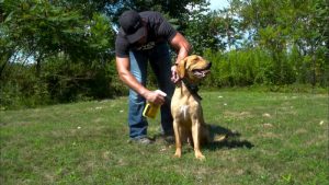 spray deterrent for dog