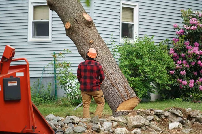 Tree removal