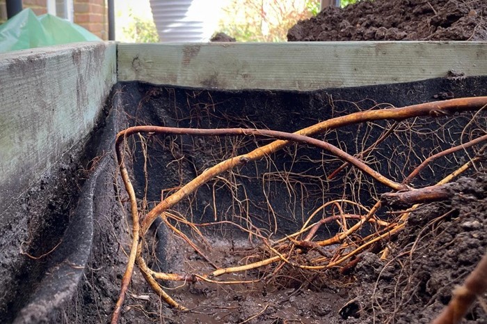 Root barrier 