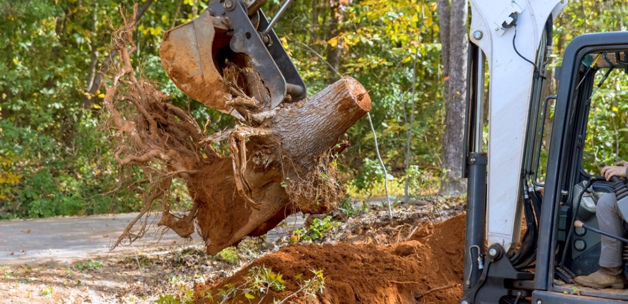 Tree root removal