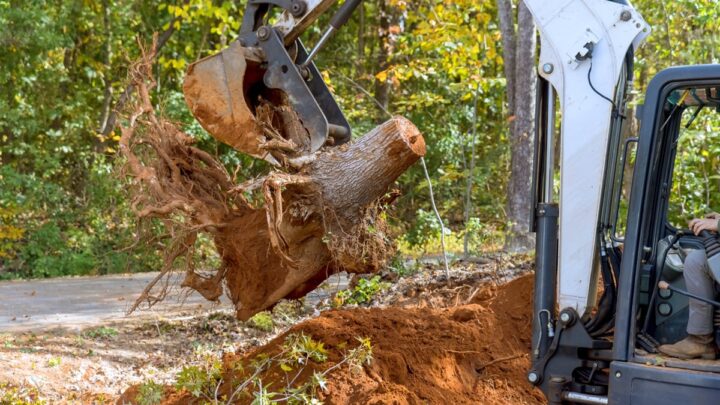 Tree root removal